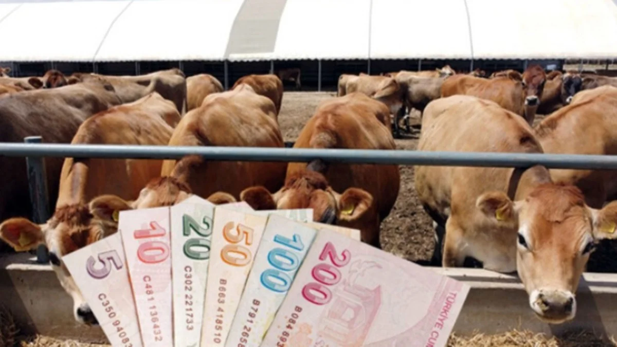 Devletten Hayvancılara İki Ödeme Birden! Verilecek Destek Parası 15 Bin TL'ye Çıktı